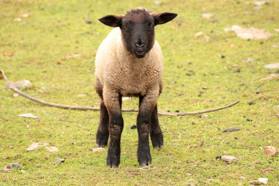 Farm animal economy