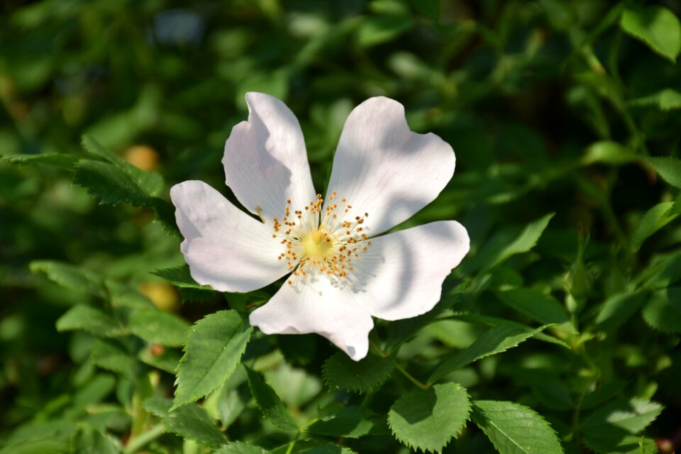 Wild rose rose hip close up