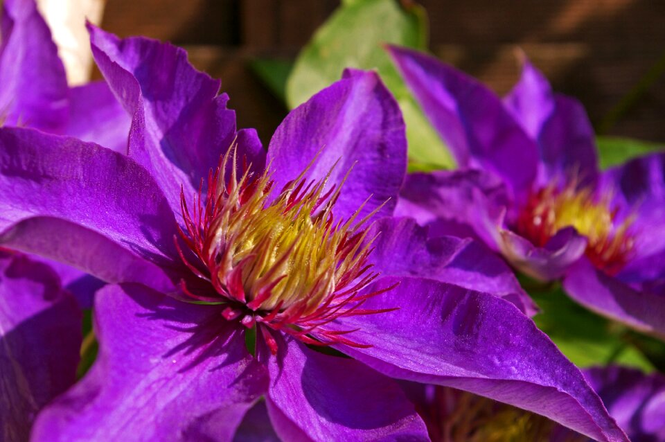 Violet nature garden