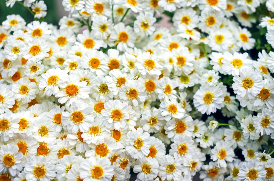 Blossom bloom bloom