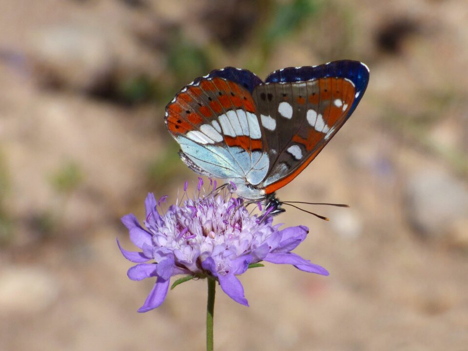 Nimfa mediterrània wild flower libar