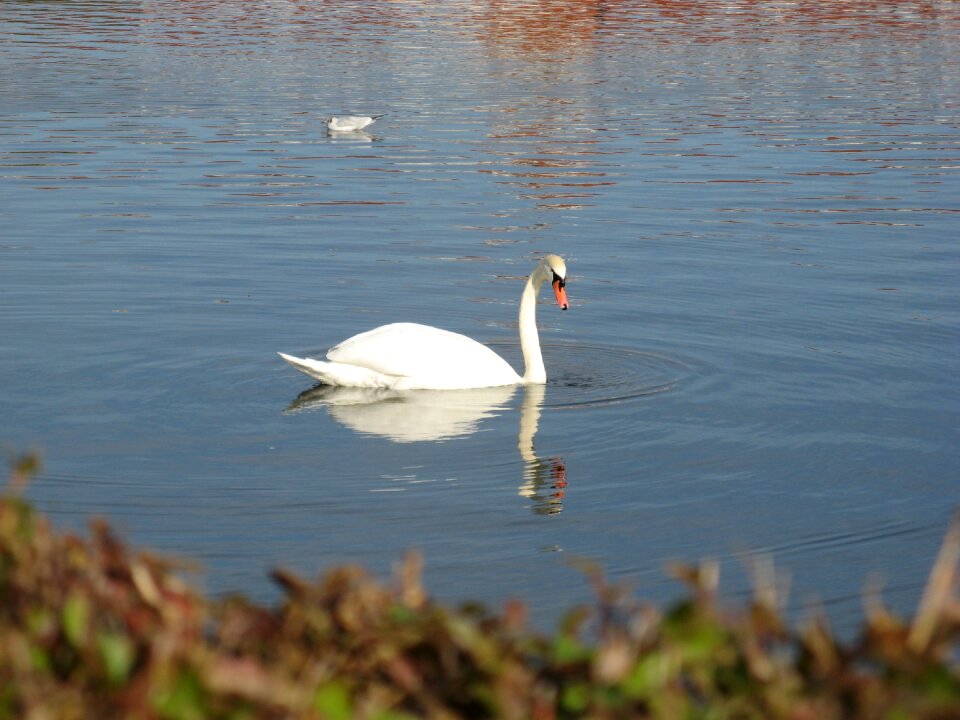 Bird water landscape