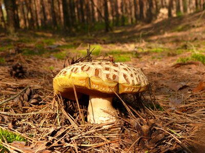 Summer forest autumn