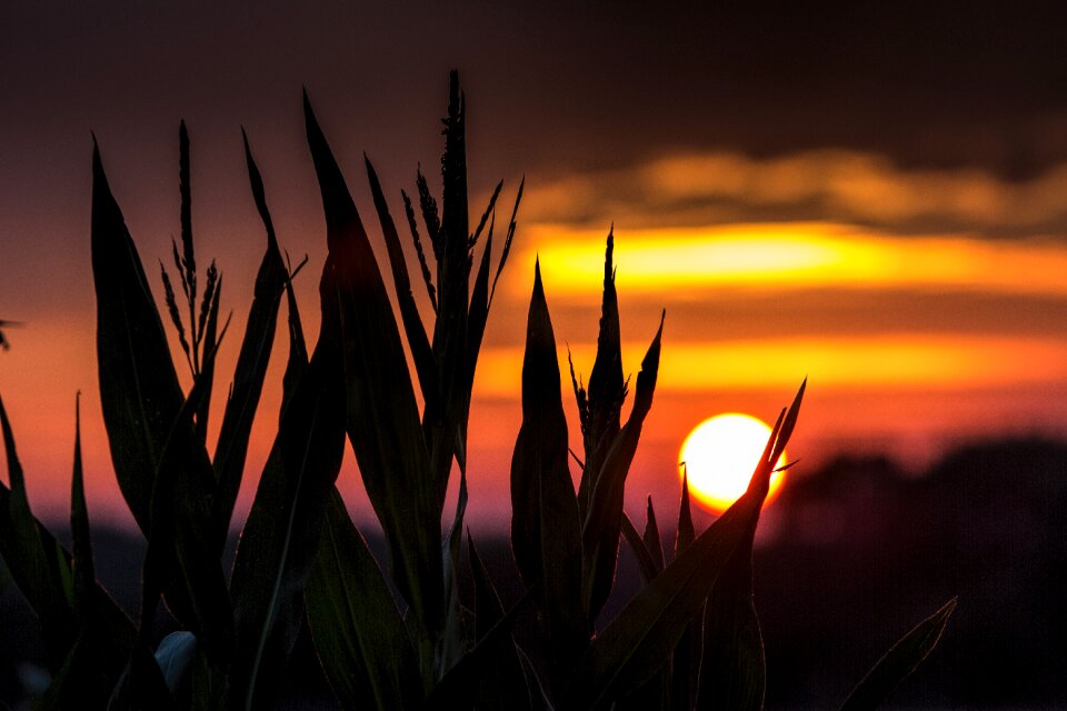 Mood backlighting landscape