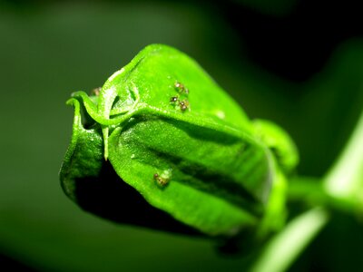 Tropical green petal photo