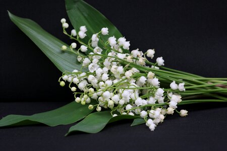 Bell spring sprig of lily of the valley
