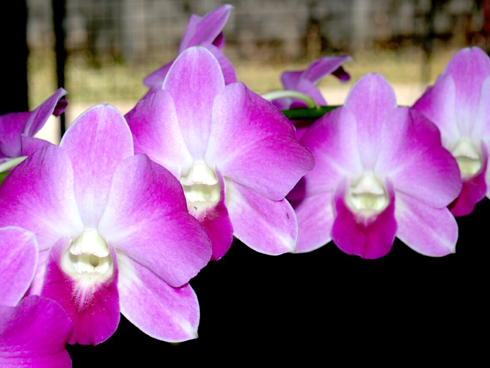 Violet flora growth