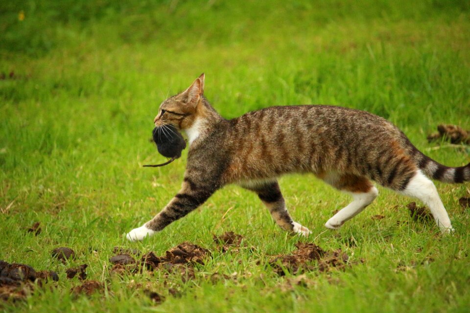 Mackerel domestic cat tiger cat photo