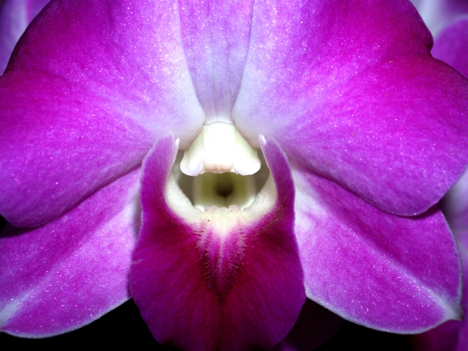 Violet flora growth