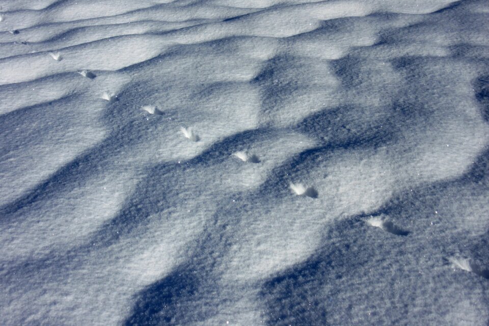 Hare track track new zealand