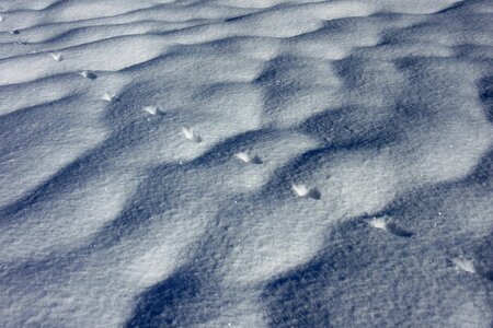 Hare track track new zealand