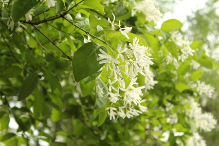 White flower trees natural