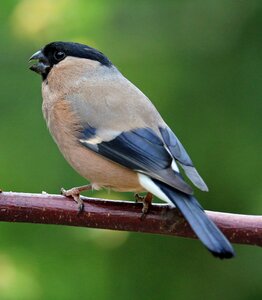 Bird garden bird female