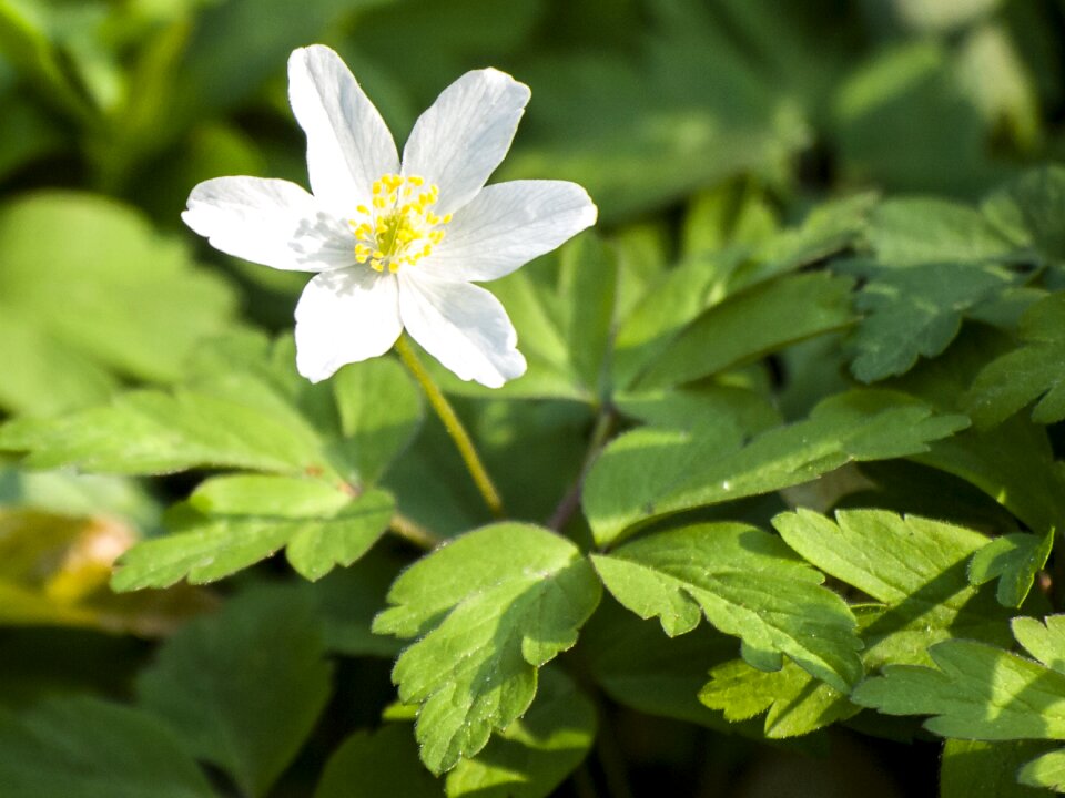 Blossom bloom plant
