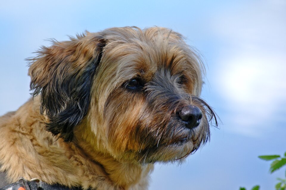 Pet portrait view