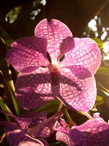 Violet flora growth