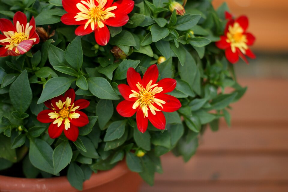 Yellow summer flowering
