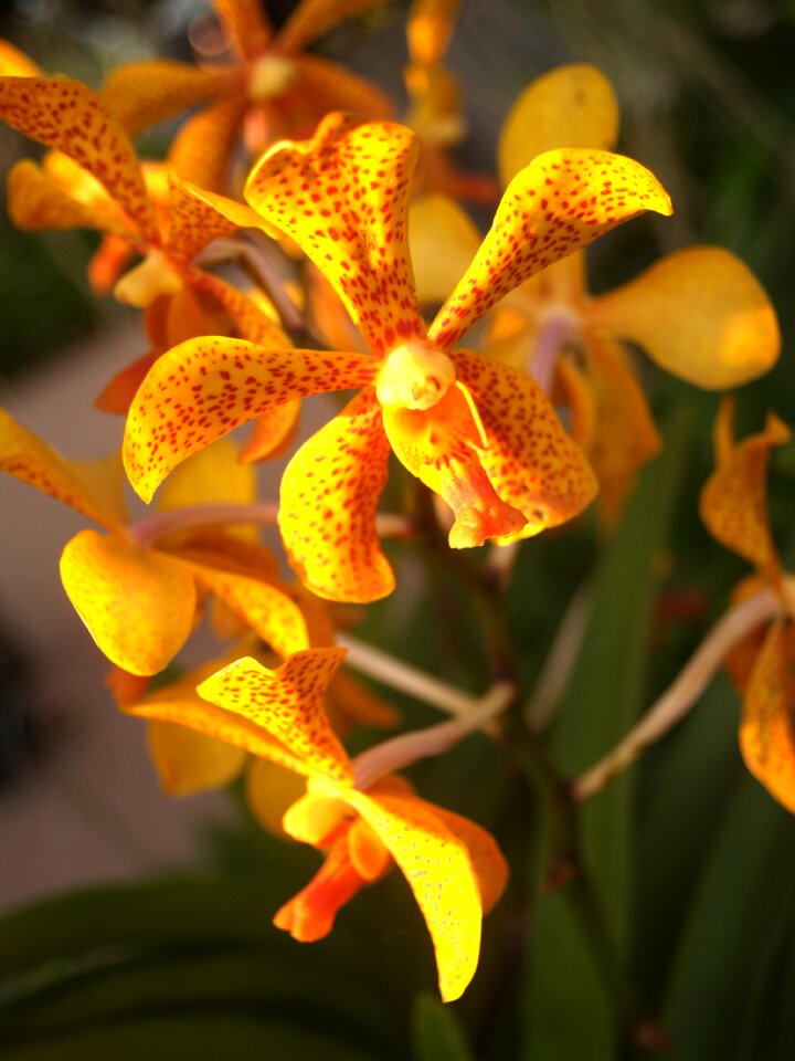 Violet flora growth
