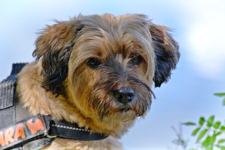 Pet portrait view