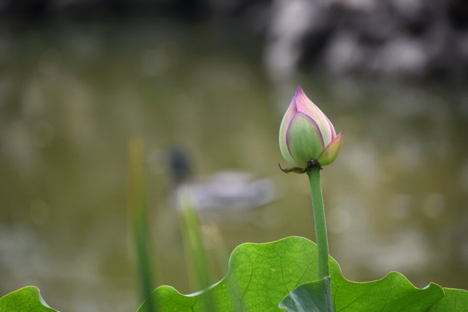 Lotus mandarin duck beijing