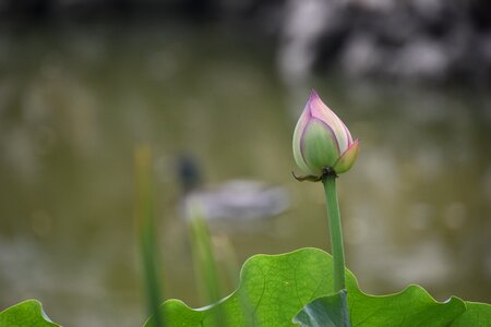 Lotus mandarin duck beijing