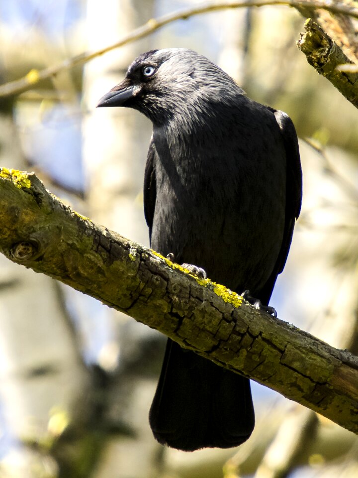 Raven bird nature animal