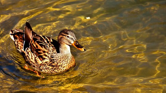 Plumage bill female