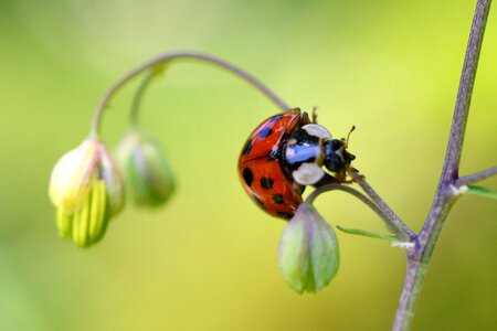 Yellow green beetle branch