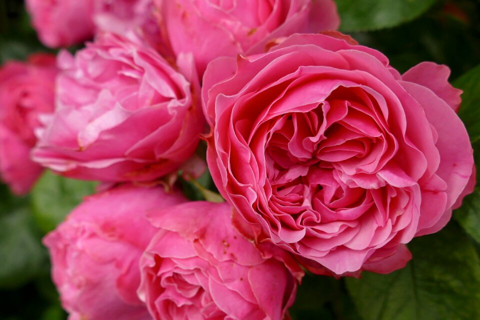 Blossom bloom beautiful
