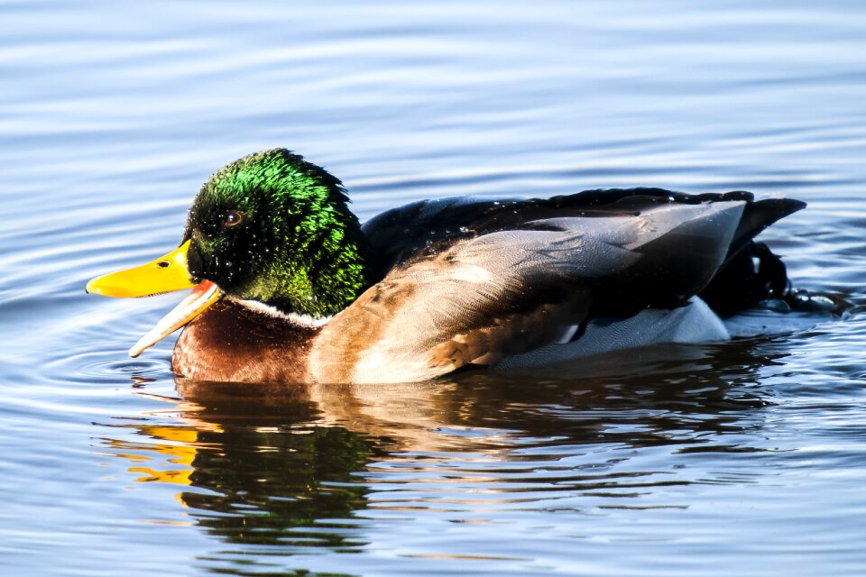 Water bird nature animal