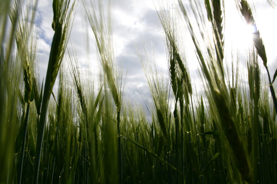 Agriculture summer halme