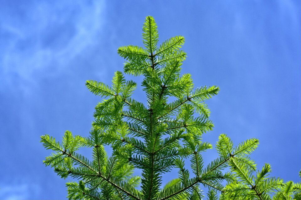 Spruce green spring