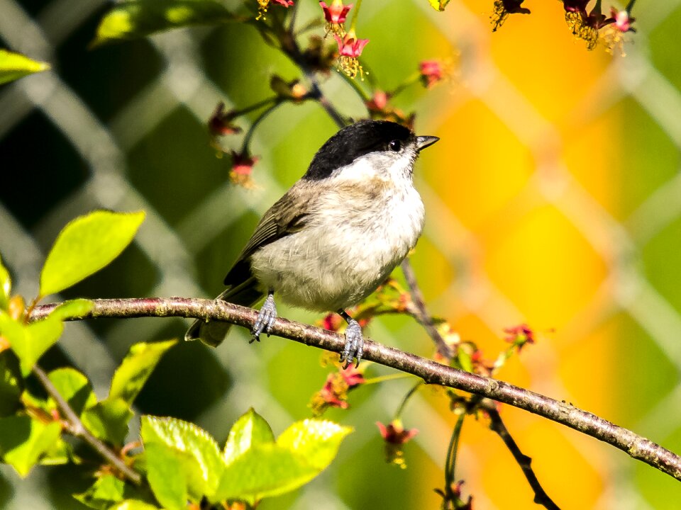 Songbird garden bird nature
