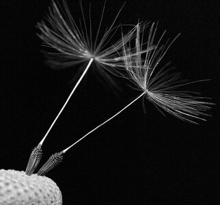 Sonchus oleraceus taraxacum officinale the delicacy