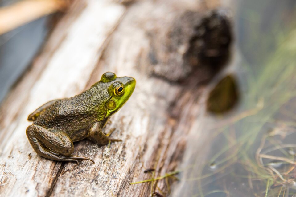 Frog little log