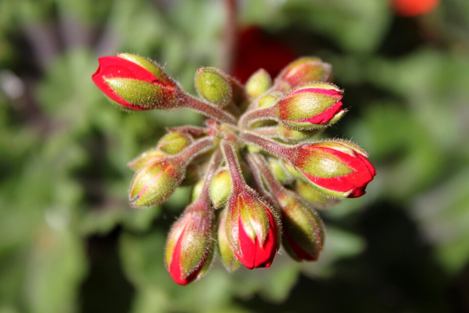 Green flowers garden