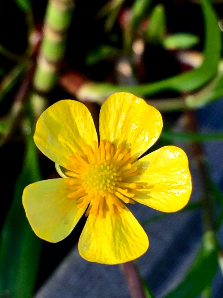 Nature pond plant