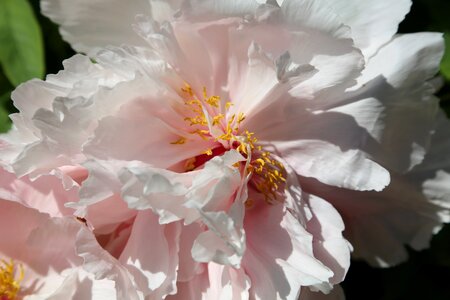 Flower pink petals spring photo