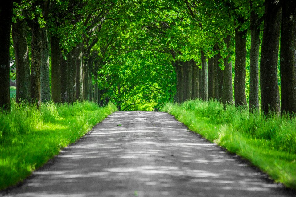 Nature trail landscape