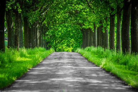 Nature trail landscape