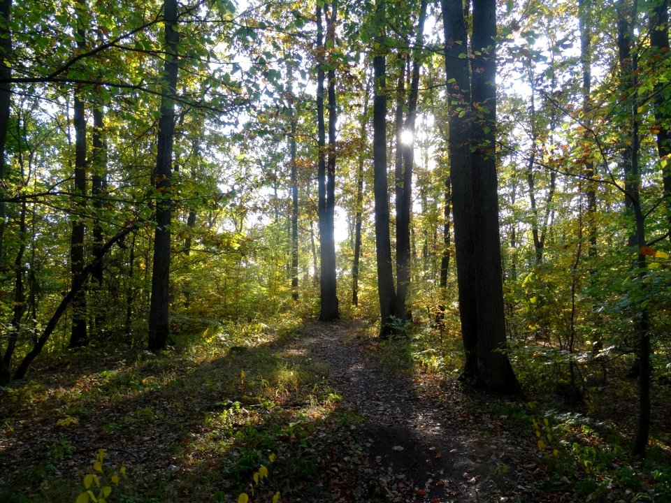 Bdg LPKiW dolinkimyslecinskie 10-2018 9
