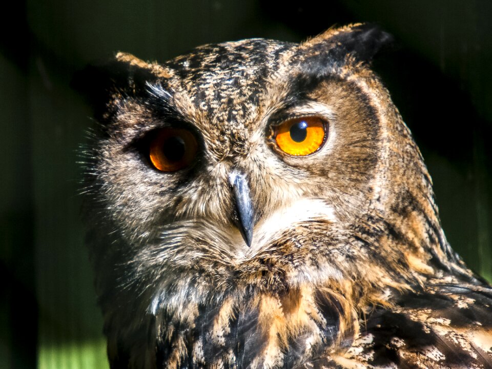 Bird nature animal