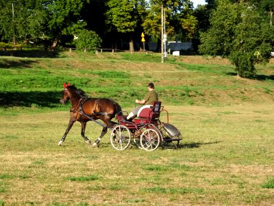 Bdg LPKiW horse 3 8-2015