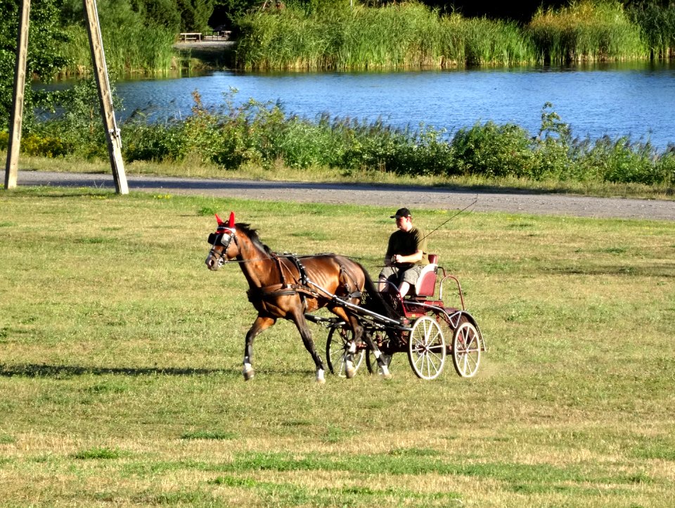 Bdg LPKiW horse 1 8-2015