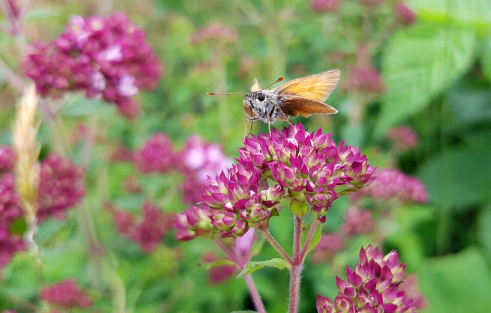 Nature insect flight insect