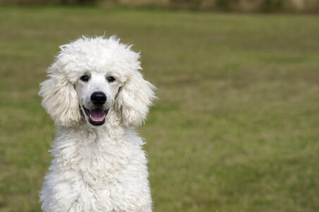 Dog the dog breed white