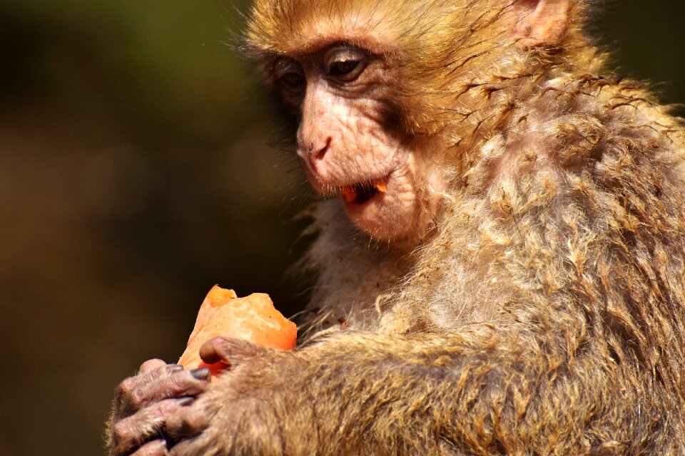 Animal wild animal zoo