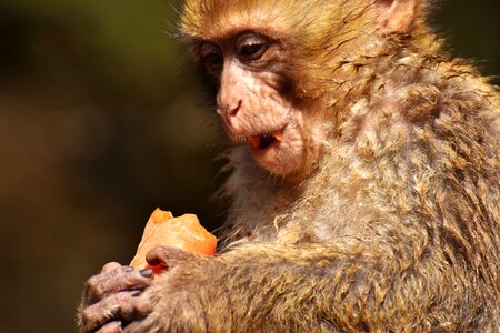 Animal wild animal zoo