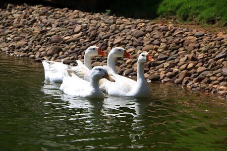 Lake paddle goose