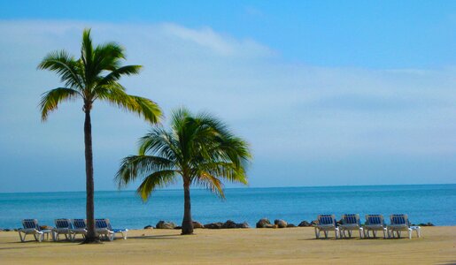 Palm tree beach chair relax
